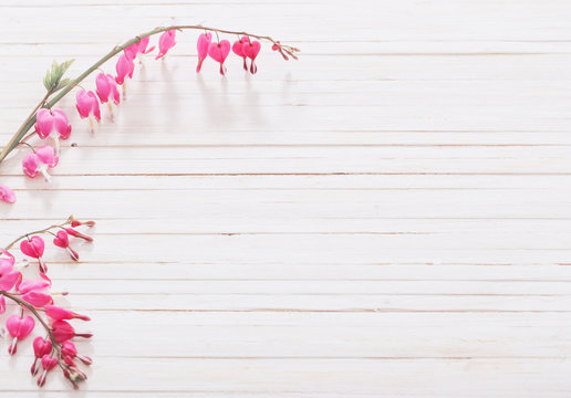 Bleeding heart flowers on wooden background