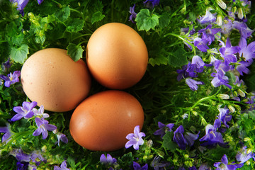 three easter eggs in a egg shaped nest of bluebell flowers isolated on a white background