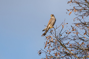Kestrel