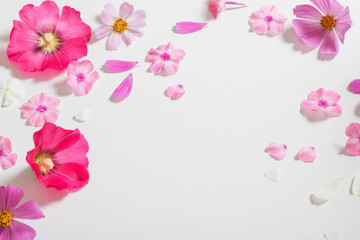 pink flowers on white background