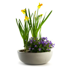 spring flowers potted as easter decoration, daffodils and bluebells isolated on a white background