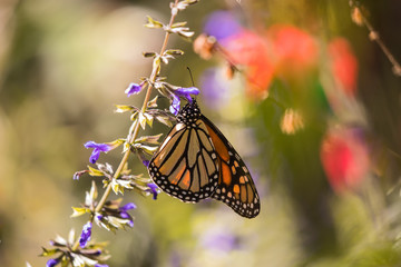 Monarch butterfly gathering nectar from purple salvia