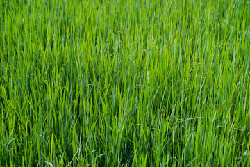 Close up on fresh green grass texture