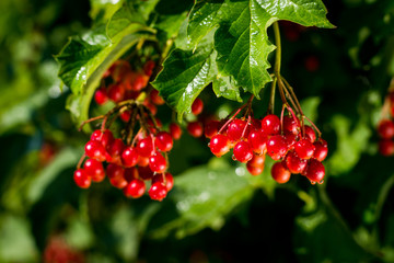 Branches of viburnum (viburnum opulus) berries with its leaves,viburnum fruit on the tree, Ukrainian Kalina, healthy lifestyle, fructarians,honey, medicinal and edible plant