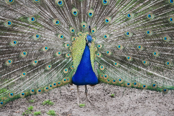 peacock