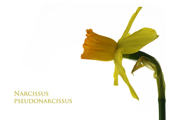 Flower of yellow daffodil, sample text Narcissus pseudonarcissus, isolated on a white background