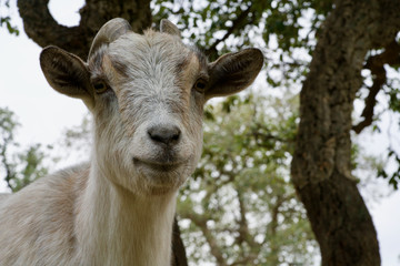 goat looking to you