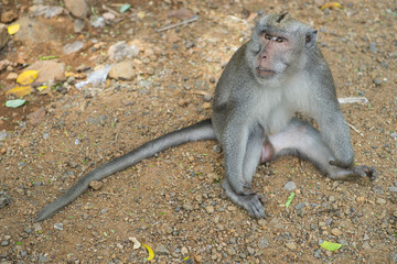 Monkey showing fangs