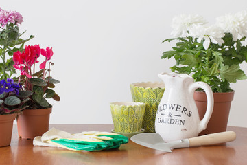 houseplants in a pot on the table