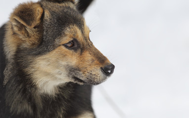 Branch of ripe red viburnum