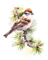 Watercolor Bird Chipping Sparrow on the Branch Hand Drawn Nature Illustration isolated on white background