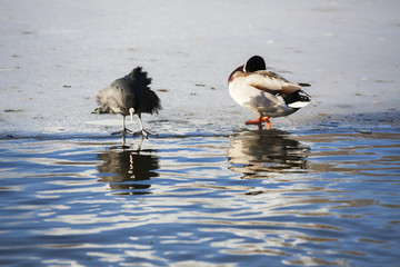 duck drake  and coot