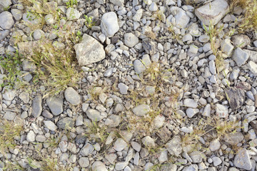 Green vegetation pushing its way growing through the rocks from above background