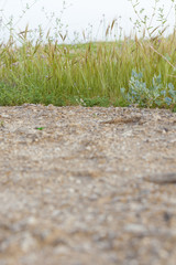 Dirt gravel road and wayside with vegetation green line low angle