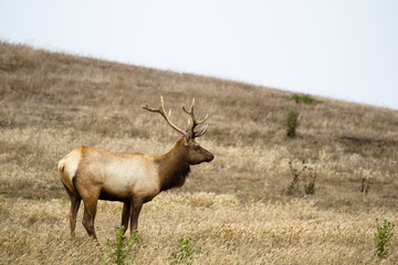 Tule-Wapiti (Cervus canadensis nannodes) im Point Reyes National Seashore bei San Francisco, Kalifornien, USA.