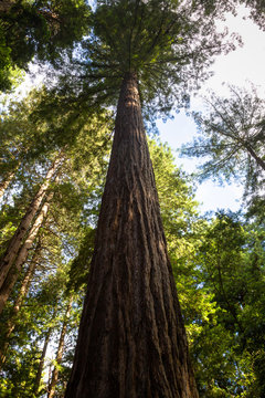 Küstenmammutbäume (Sequoia sempervirens) im Muir Woods National Monument bei San Francisco, Kalifornien, USA. © DirkR