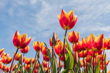 Red with yellow tulips in  a field against a blue sky