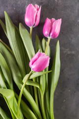 Pink tulips on gray abstract background. Pink tulip. Tulips. Flowers. Flower background.