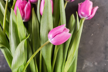 Pink tulips on gray abstract background. Pink tulip. Tulips. Flowers. Flower background. Flowers photo concept. Holidays photo concept. Copyspace
