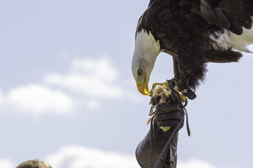 Bird of prey in falconer's leather gloved hand at display