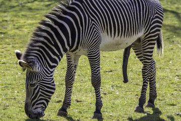 Fototapeta na wymiar Zebra, hung like a donkey, sexually aroused. This grazing Grevy's zebra is ready to mate.