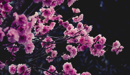 Pink Blossoms in Early Spring