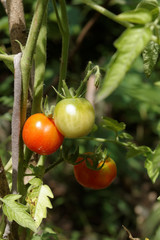 Ripened tomatoes in a vegetable garden