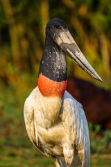 Close up of Jabiru stork, Pantanal, Brazil