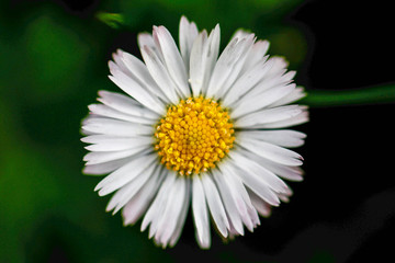 Obraz premium flower on a background of green grass. chamomile