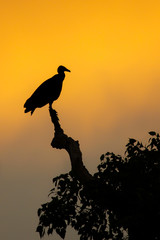Silhouette of Black vulture in sunset light, Pantanal, Brazil