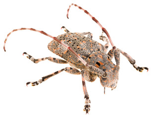 Long-horned beetle Mesosa myops isolated on white background, dorsal view of beetle.