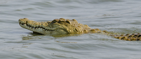 Crocodile du Nil, Crocodylus niloticus, Parc national Kruger, Afrique du Sud © JAG IMAGES