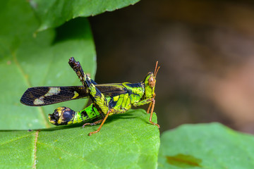 Monkey grasshopper or Erianthus versicolor Brunner, beautiful grasshopper on leaves with green background.