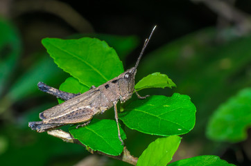 Chorthippus parallelus, beautiful grasshopper on leaves with green background.