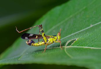 Monkey grasshopper or Erianthus versicolor Brunner, beautiful grasshopper on leaves with green background.