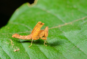 Monkey grasshopper or Erianthus versicolor Brunner, beautiful grasshopper on leaves with green background.