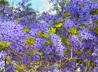 Obraz na płótnie Canvas A Queen's Wreath vine, Petrea volubilis, showing enormous flower clusters almost completely covering the plant. Other names include Florida Wisteria, Sandpaper Vine and Bluebird Vine