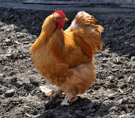 Purebred red cock on home similitude peasant yard