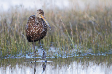 Limpkin (Aramus guarauna) standing at waterline, Cypress Lake, Florida, USA