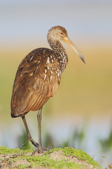 Limpkin (Aramus guarauna) standing at waterline, Cypress Lake, Florida, USA