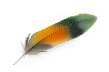 feather on white background