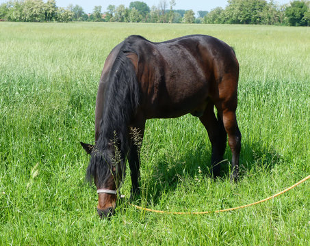 Il Cavallo