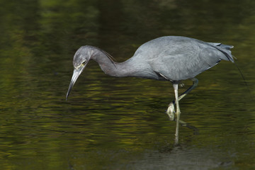 Little blue heron (Egretta caerulea) standing in shallow water, Ding Darling NWR, Florida, USA