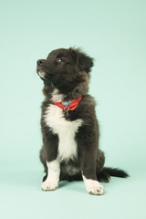 Cross breed Border Collie puppy on green