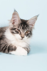 Maine coon kitten laying on blue