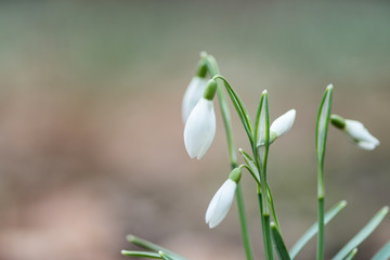 Snowdrop spring flowers close-up macro with selective focus