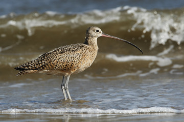Long-billed curlew (Numenius americanus) foraging on beach, Bolivar Peninsula, Texas, USA