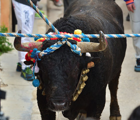 bull