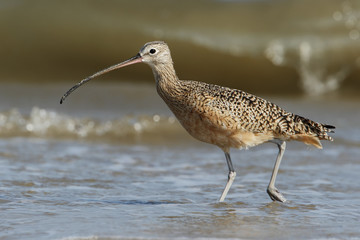 Long-billed curlew (Numenius americanus) foraging on beach, Bolivar Peninsula, Texas, USA