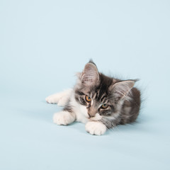 Maine coon kitten laying on blue